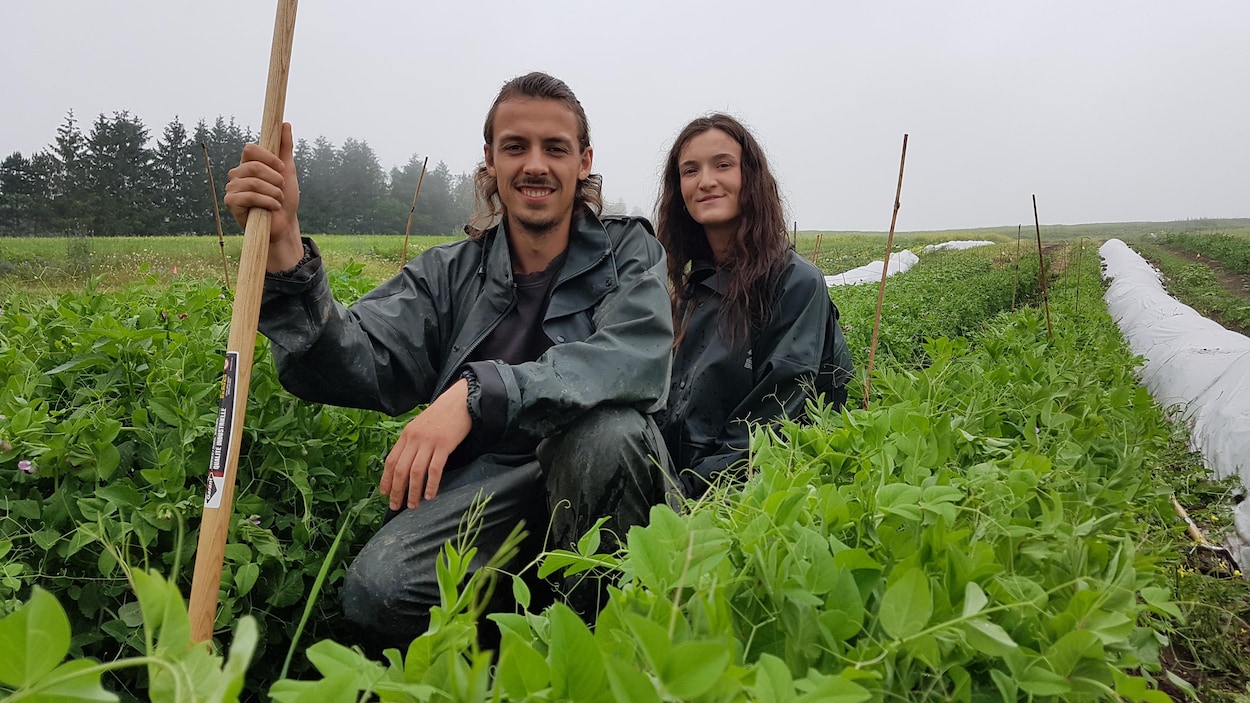 Producers in a Quebec field